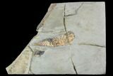 Soft-Bodied Fossil Aglaspid (Tremaglaspis) - Excellent Specimen #111737-1